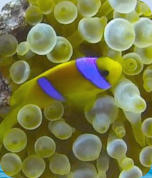 Anemone mit Clownfisch